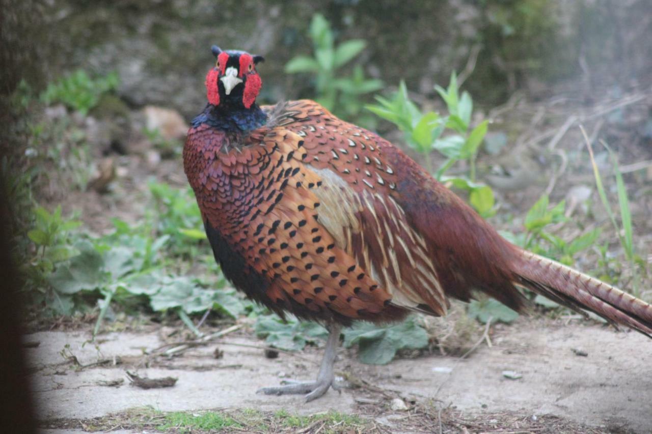 Oak Lodge タヴィストック エクステリア 写真
